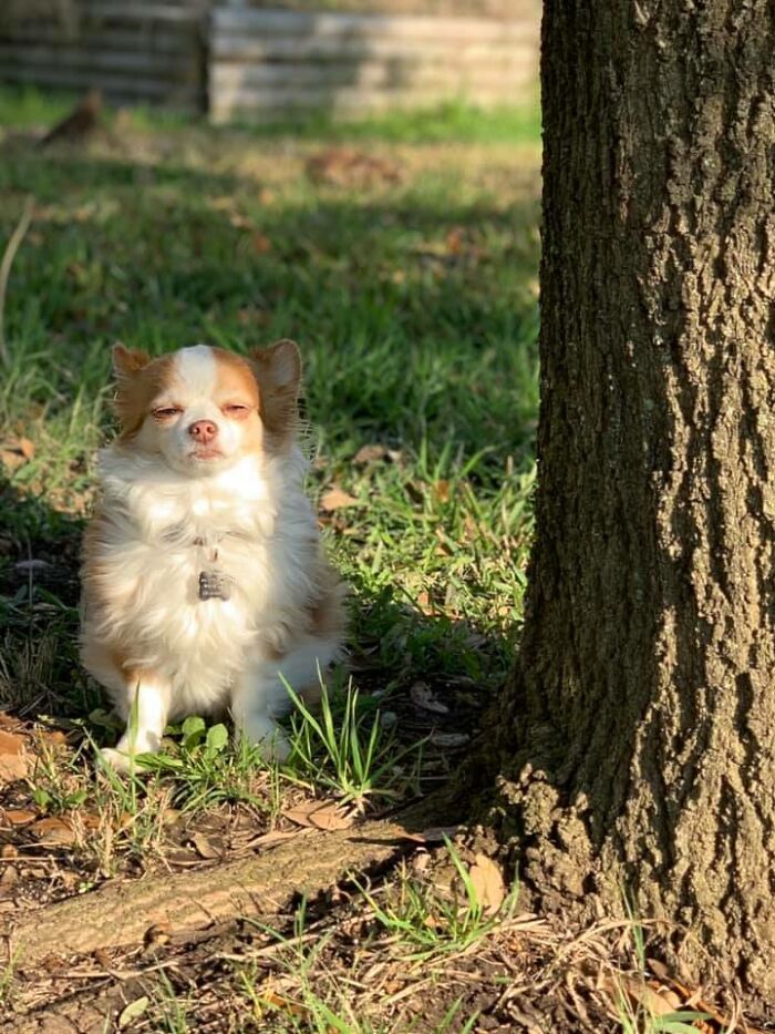 Disapproving-Dog-Challenge-Facebook