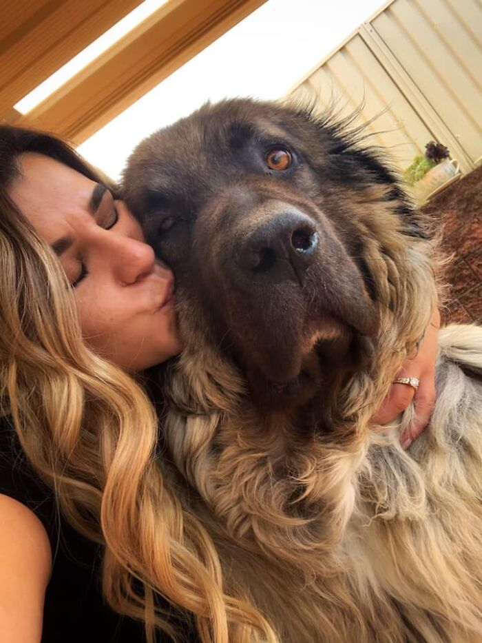 Disapproving-Dog-Challenge-Facebook