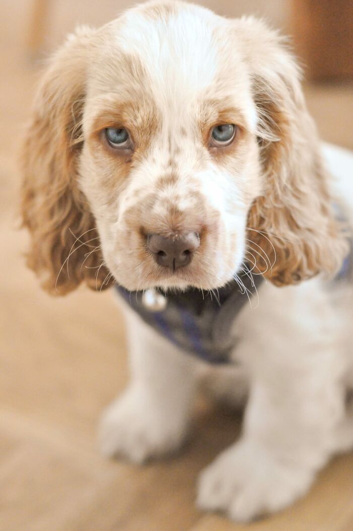 Disapproving-Dog-Challenge-Facebook