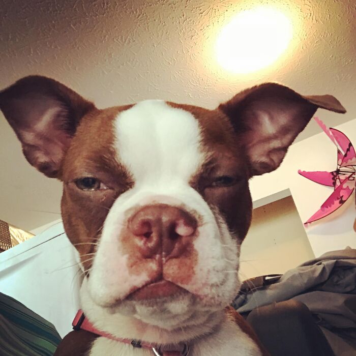 Disapproving-Dog-Challenge-Facebook