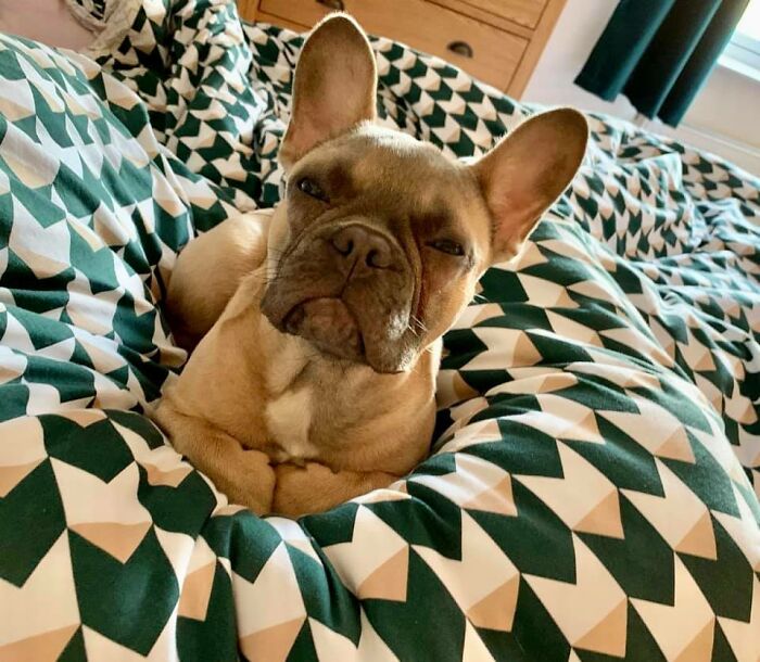 Disapproving-Dog-Challenge-Facebook