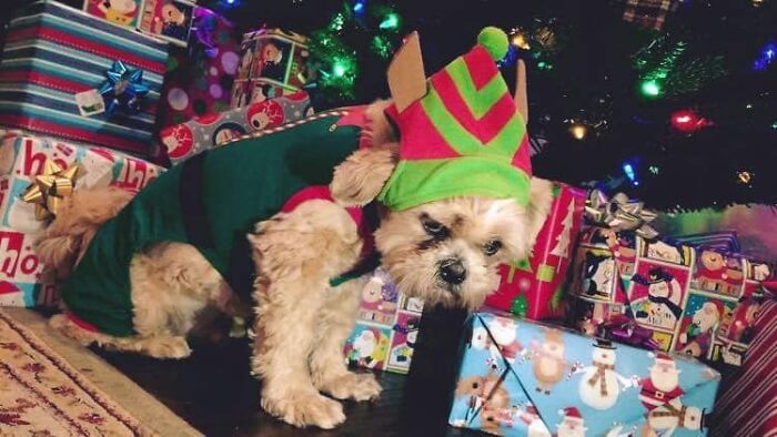 Disapproving-Dog-Challenge-Facebook