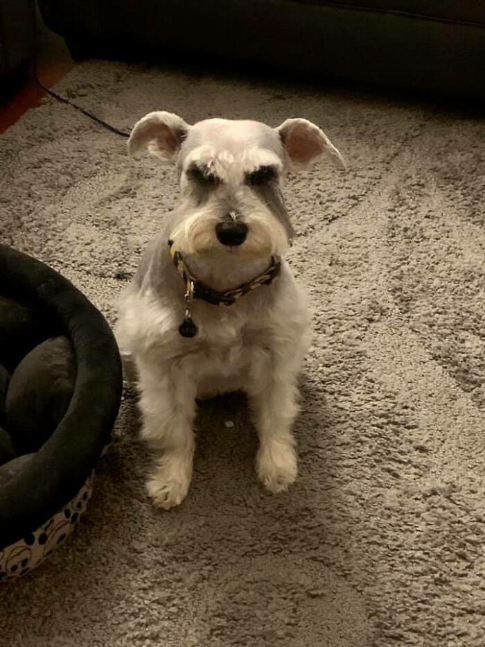 Disapproving-Dog-Challenge-Facebook