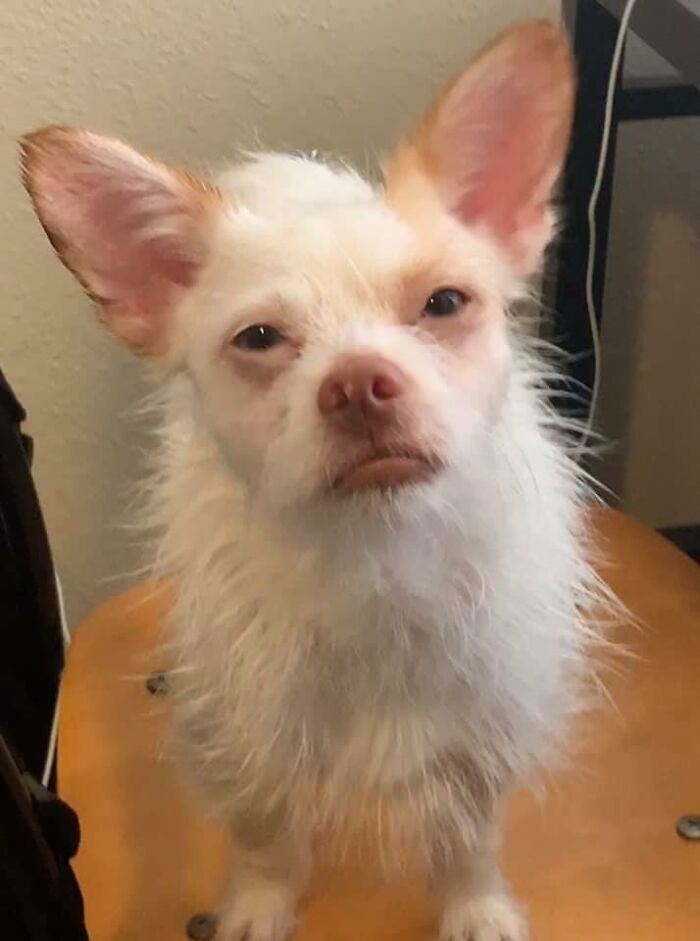 Disapproving-Dog-Challenge-Facebook