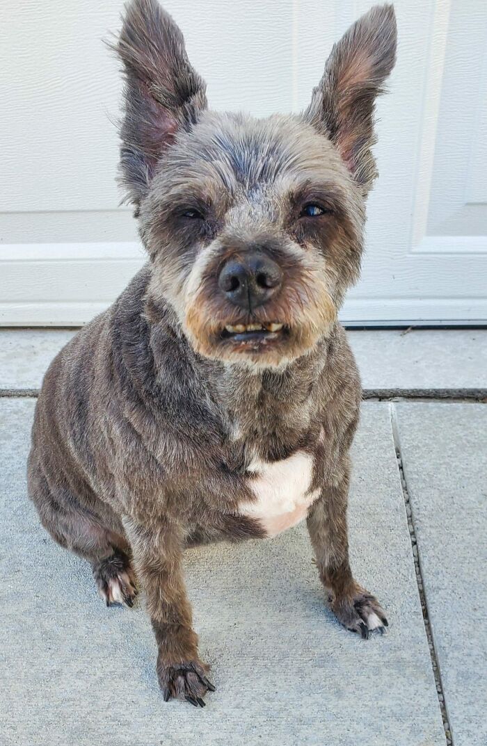 Disapproving-Dog-Challenge-Facebook