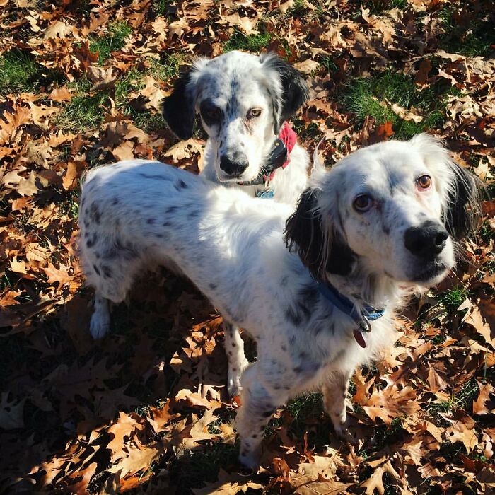 Disapproving-Dog-Challenge-Facebook