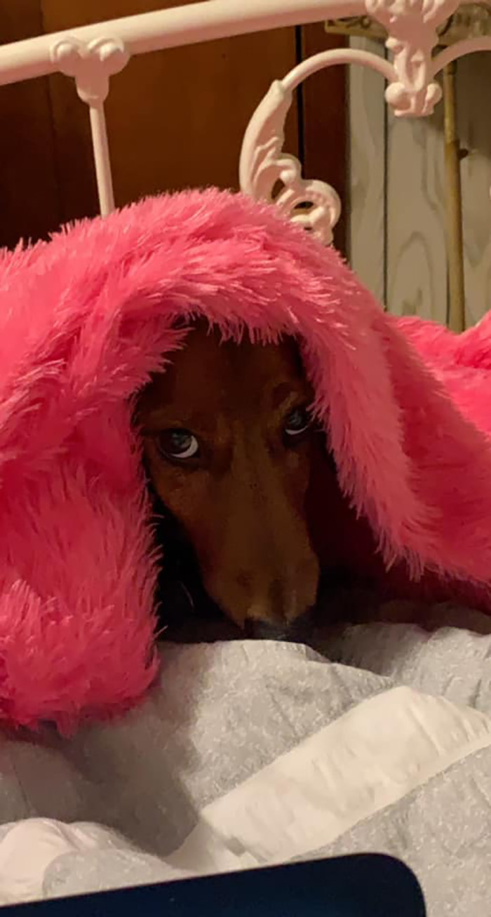 Disapproving-Dog-Challenge-Facebook