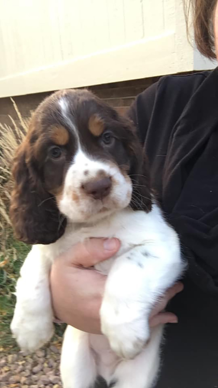 Disapproving-Dog-Challenge-Facebook