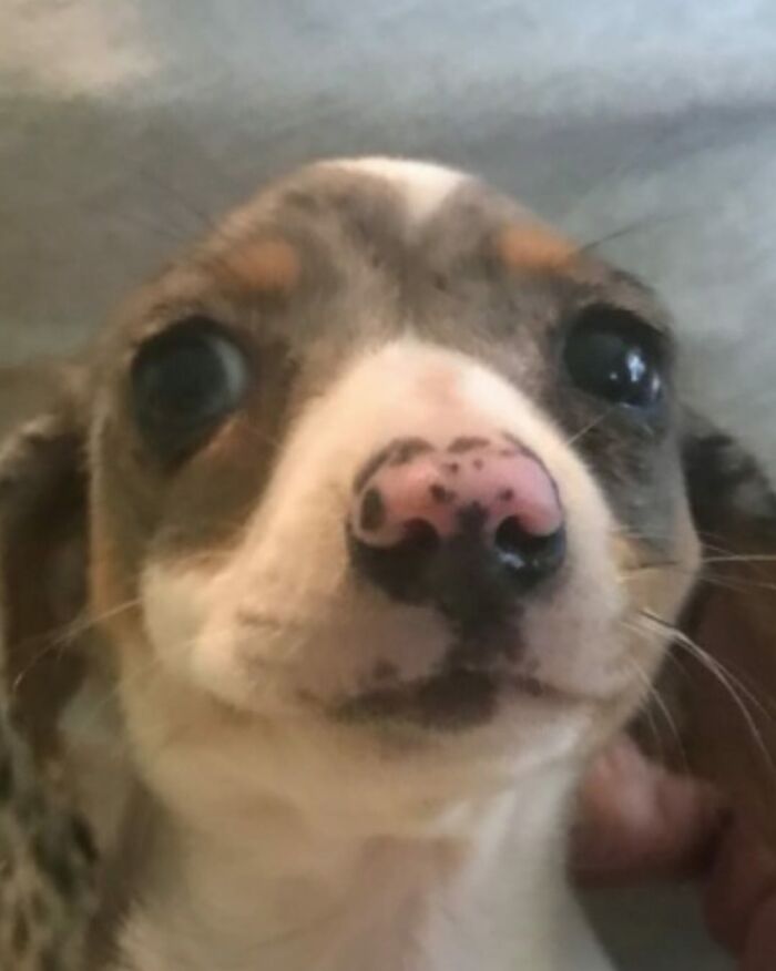 Disapproving-Dog-Challenge-Facebook