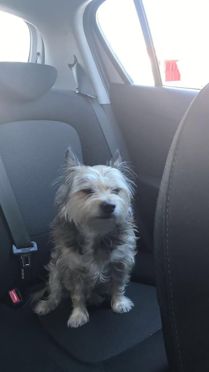 Disapproving-Dog-Challenge-Facebook