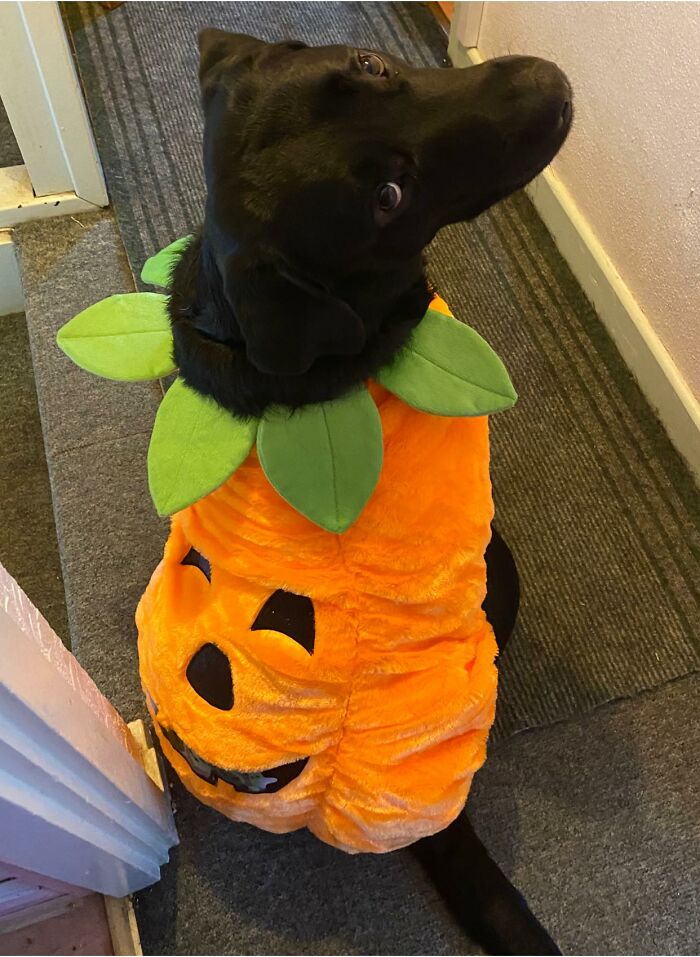 Disapproving-Dog-Challenge-Facebook