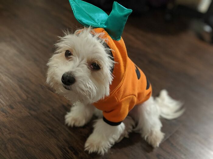 Disapproving-Dog-Challenge-Facebook