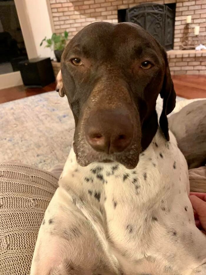 Disapproving-Dog-Challenge-Facebook