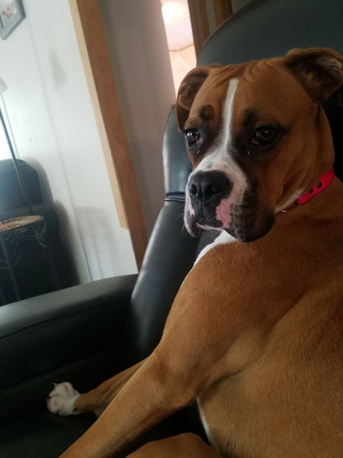 Disapproving-Dog-Challenge-Facebook