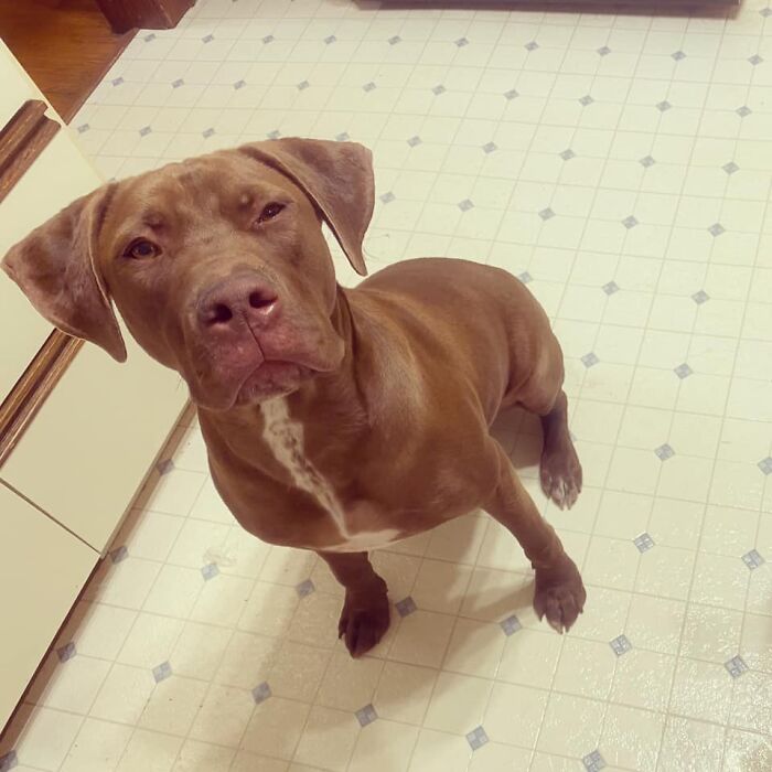 Disapproving-Dog-Challenge-Facebook