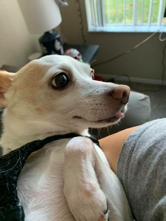 Disapproving-Dog-Challenge-Facebook