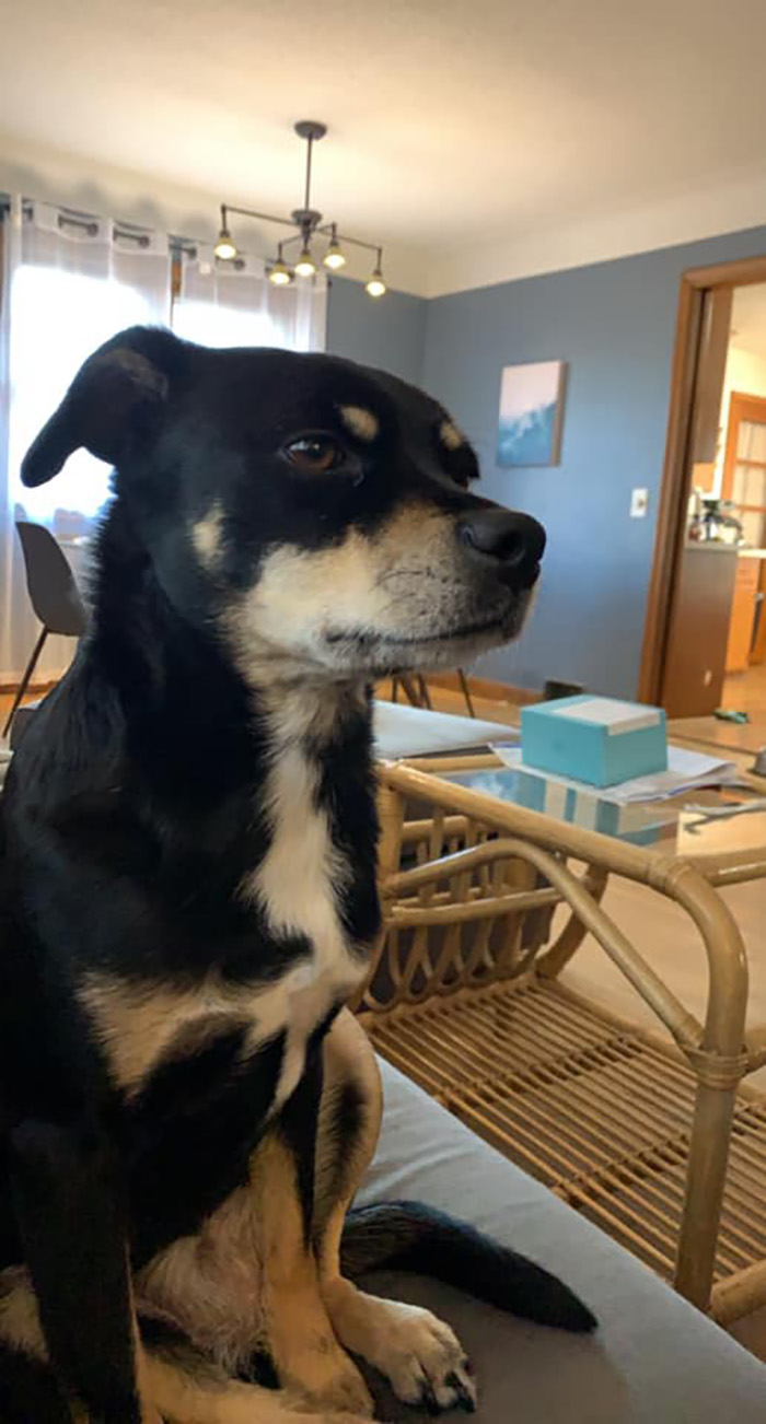 Disapproving-Dog-Challenge-Facebook