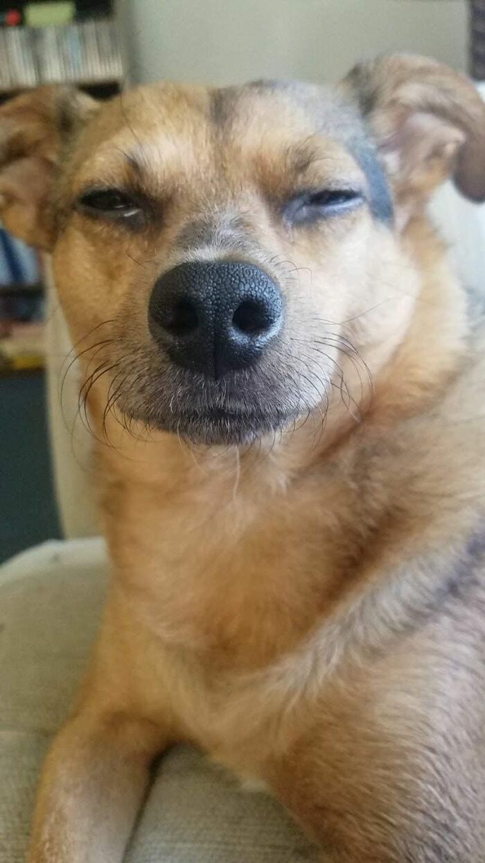 Disapproving-Dog-Challenge-Facebook