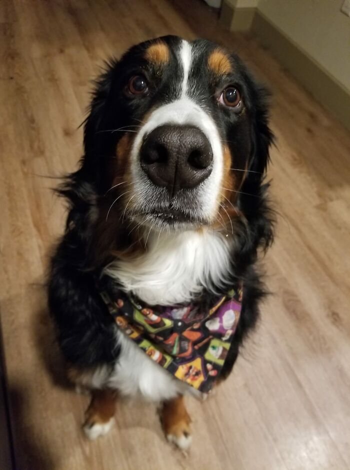 Disapproving-Dog-Challenge-Facebook