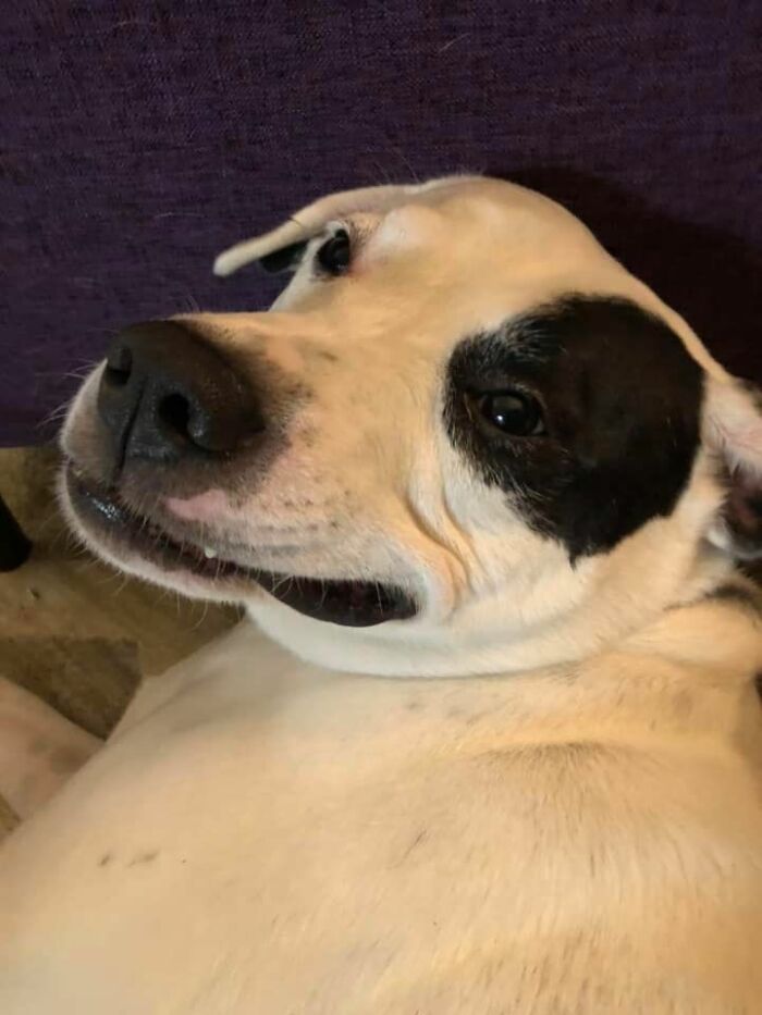 Disapproving-Dog-Challenge-Facebook