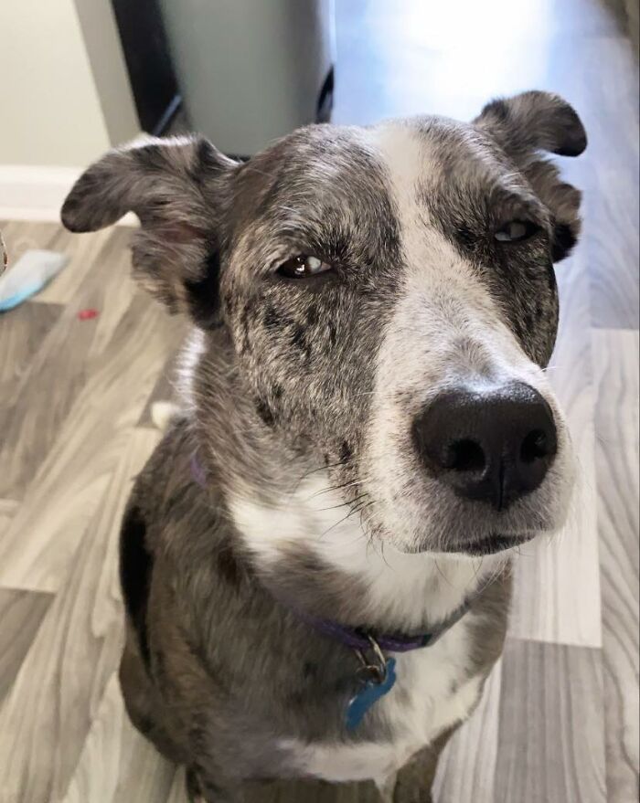 Disapproving-Dog-Challenge-Facebook