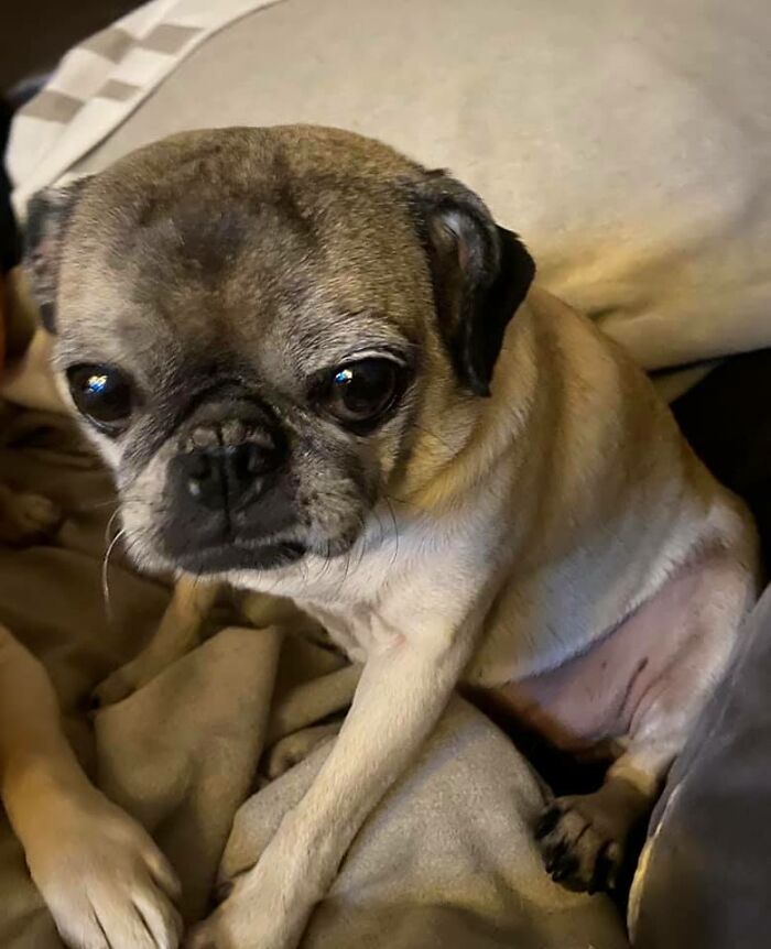 Disapproving-Dog-Challenge-Facebook