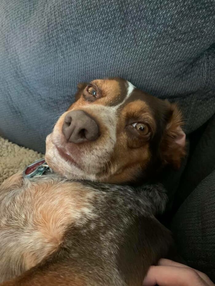 Disapproving-Dog-Challenge-Facebook