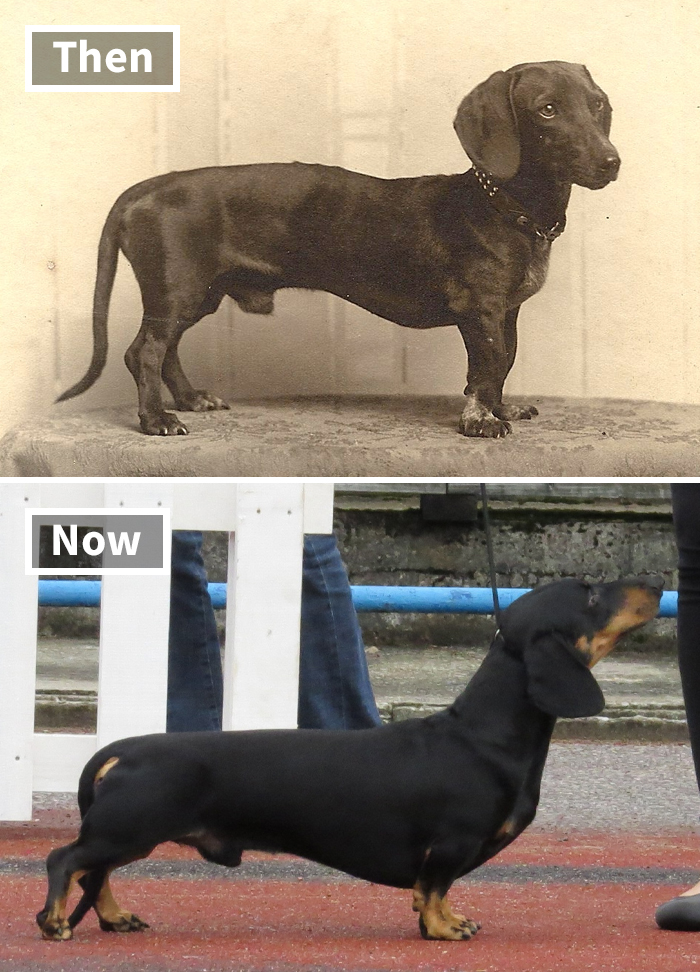 Selective breeding impact: comparison of Dachshund dog breed now and 100 years ago.