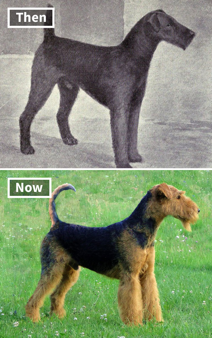 "Selective breeding impact: comparison of a dog breed from 100 years ago and today."
