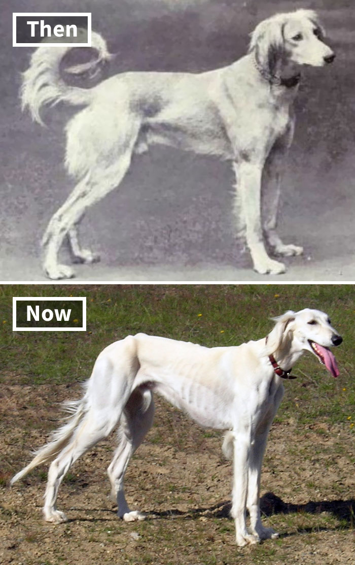 Comparison of dog breed from 100 years ago to today, showing effects of selective breeding.