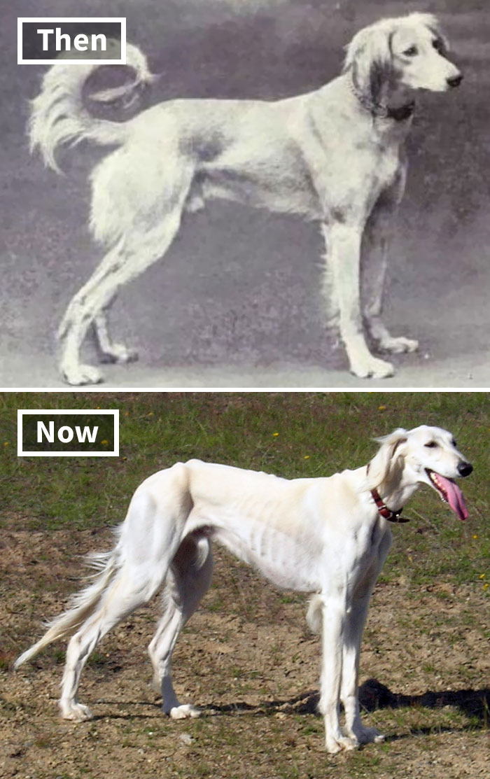 dog-breeds-100-years-ago-and-today-19-5fa2c4a0ed251__700.jpg