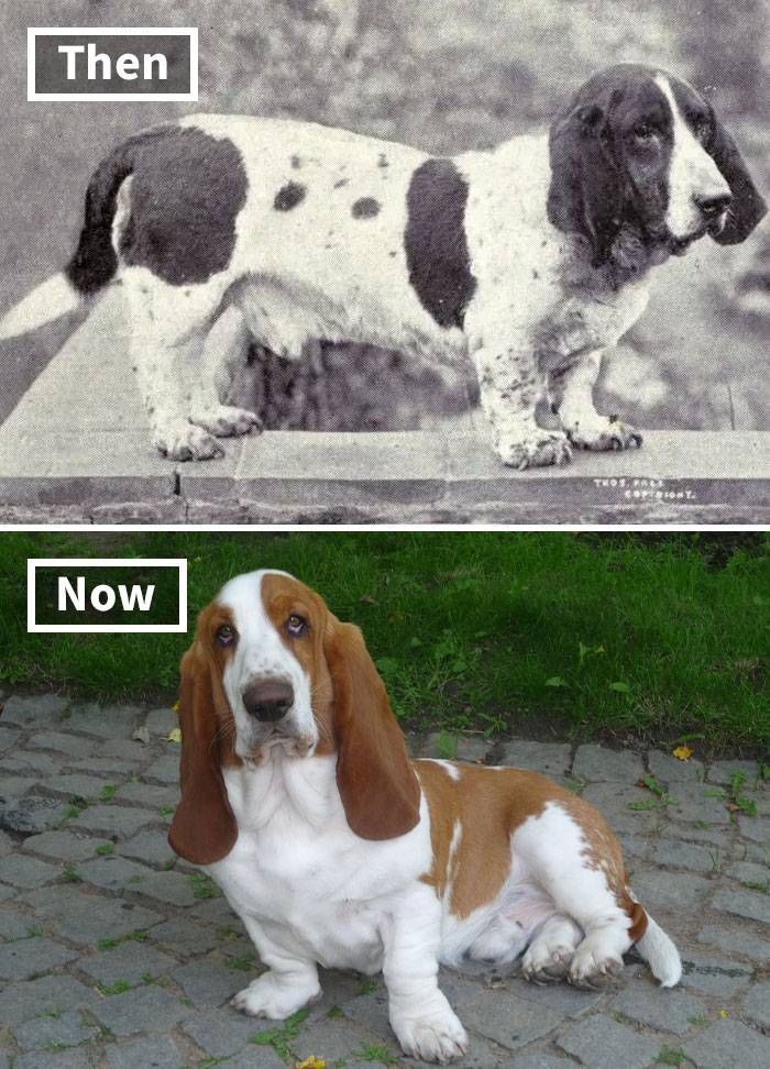 Selective breeding impact: Old vs modern Basset Hound, showcasing physical changes over 100 years.