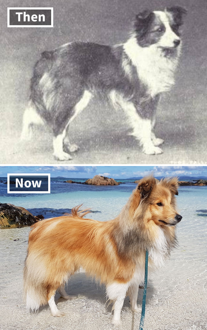 Comparison of dog breeds affected by selective breeding: vintage vs modern.