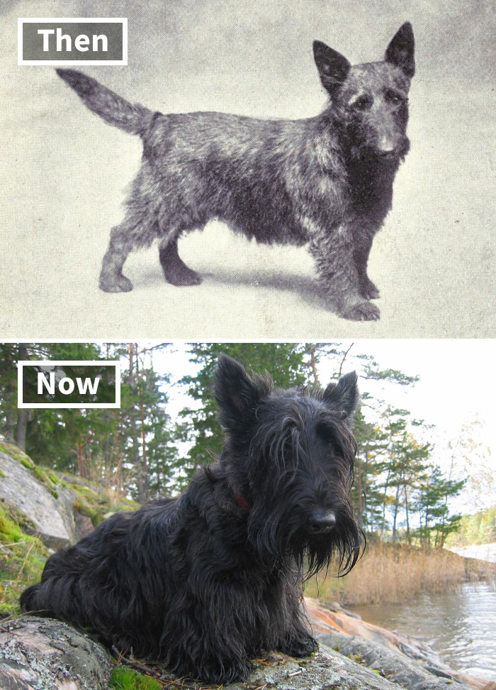 Old vs modern dog breed, showing changes in Scottish Terrier from 100 years ago to today.