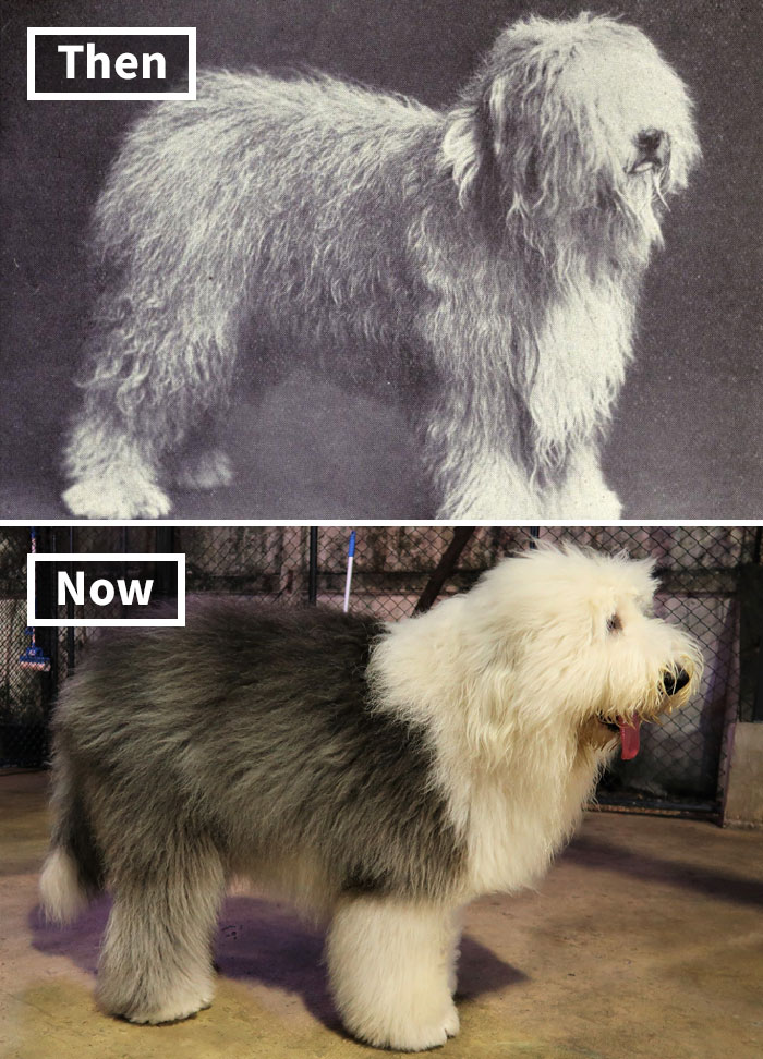 Selective breeding impact: Old English Sheepdog breed comparison, past vs present.