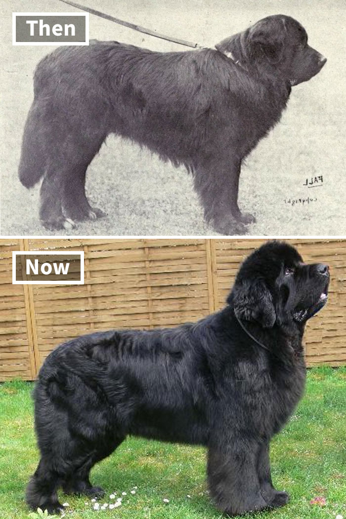 Selective breeding: Comparison of a Newfoundland dog 100 years ago and today, showing physical changes.