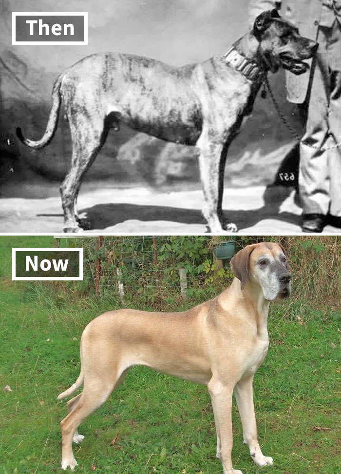 Selective breeding impact: comparison of a dog breed 100 years ago and today, showing physical changes over time.
