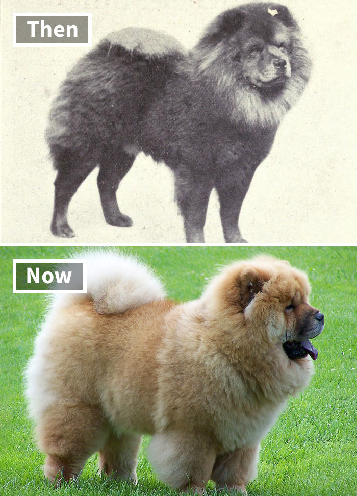 Selective breeding effects: a dog breed comparison from 100 years ago and today, highlighting changes in appearance.