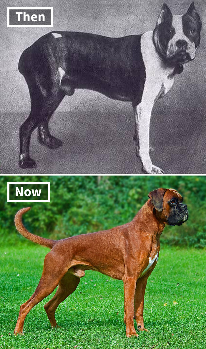 Comparison of dog breeds from 100 years ago to today, highlighting changes from selective breeding.