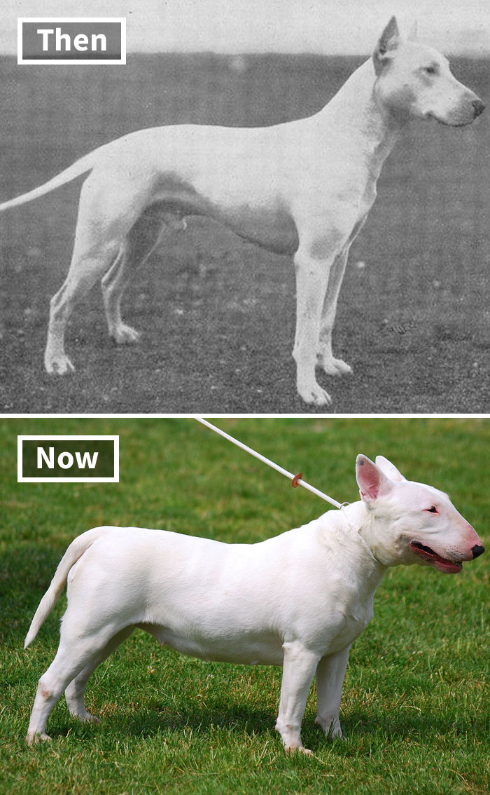 Side-by-side images showing the changes in dog breeds from 100 years ago to today due to selective breeding.
