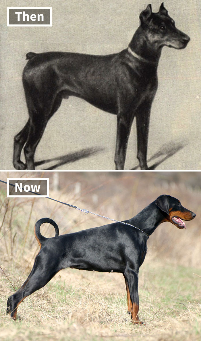 Then and now comparison of dog breeds showing effects of selective breeding over 100 years.