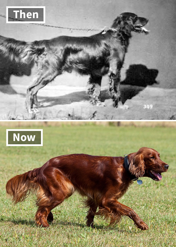 "Selective breeding effects shown in Irish Setter, then in black and white, now in color, highlighting breed changes."