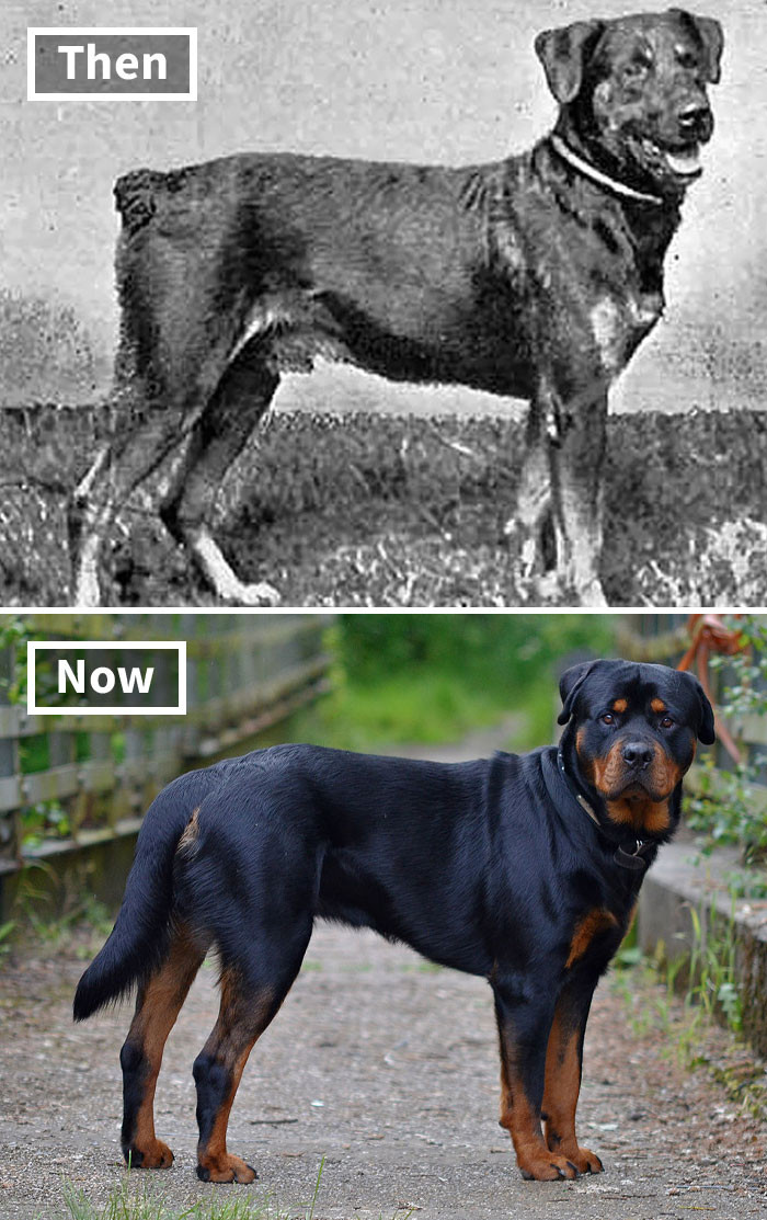 Historic vs modern Rottweiler showing selective breeding effects over 100 years.
