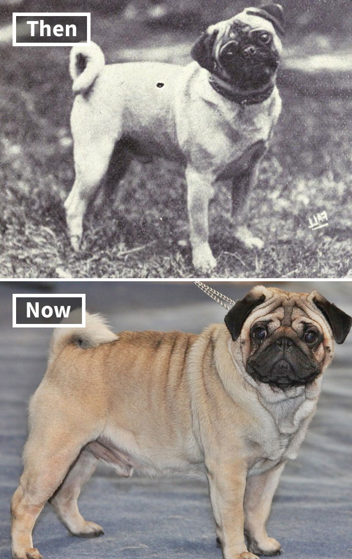 Then and now: Pug breed evolution from 100 years ago to today, showcasing selective breeding impact.