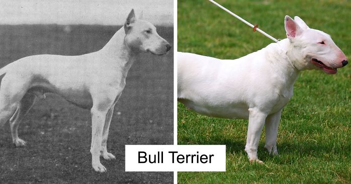 18 Fotos que muestran razas de perros hoy en día y hace 100 años