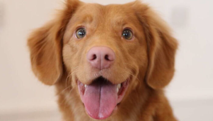 What Was Your Worst Pet Sitting Experience?