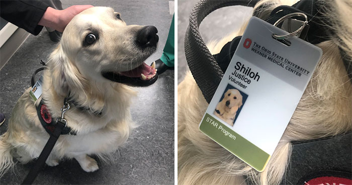 Hospital Hired A Dog Employee Whose Only Job Is To Go Around Saying Hi To Other Employees While They Work