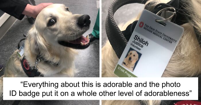 Hospital Hired A Dog Employee Whose Only Job Is To Go Around Saying Hi To Other Employees While They WorkHospital Hired A Dog Employee Whose Only Job Is To Go Around Saying Hi To Other Employees While They Work