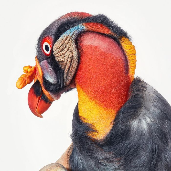 The King Vulture