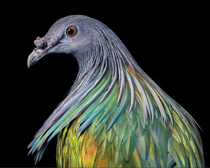 The Nicobar Pigeon